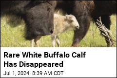 Rare White Bison Calf Has Gone Missing