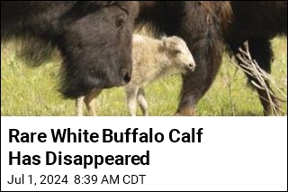 Rare White Bison Calf Has Gone Missing