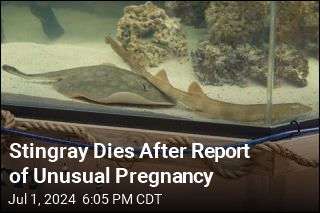 Stingray Dies After Report of Unusual Pregnancy