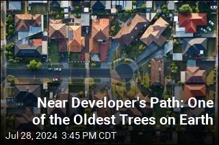 Near Developer&#39;s Path: One of the Oldest Trees on Earth