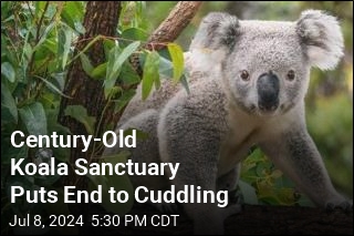 Century-Old Koala Sanctuary Puts End to Cuddling