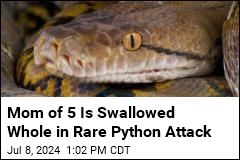 Mom of 5 Is Swallowed Whole in Rare Python Attack