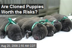 Are Cloned Puppies Worth the Risks?