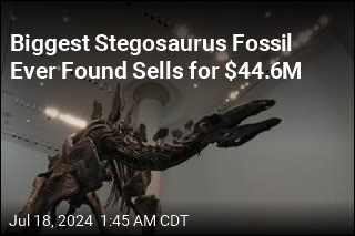 Biggest Stegosaurus Fossil Ever Found Sells for $44.6M