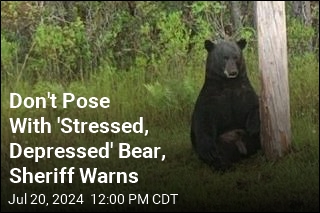 Don&#39;t Pose With &#39;Stressed, Depressed&#39; Bear, Sheriff Warns