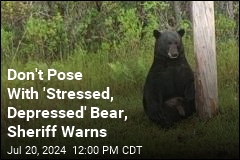 Don&#39;t Pose With &#39;Stressed, Depressed&#39; Bear, Sheriff Warns
