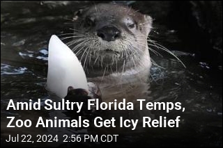 Amid Sultry Temps in Florida, Zoo Animals Get Special Treats