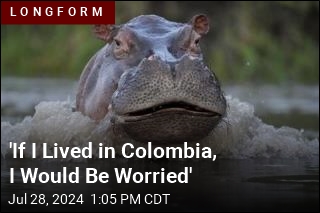 Escobar&#39;s Hippos Have Ecologists Worried