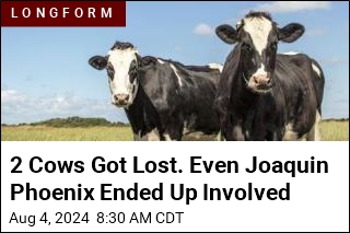 2 Cows Got Lost. Even Joaquin Phoenix Ended Up Involved