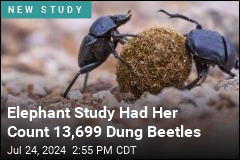 2M Dung Beetles Can Survive Off One Elephant