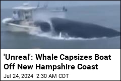 Whale Capsizes Boat Off New Hampshire Coast