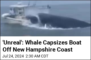 Whale Capsizes Boat Off New Hampshire Coast