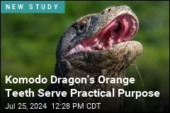 Komodo Dragon&#39;s Orange Teeth Hide a Deadly Power