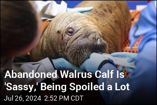 &#39;Sassy&#39; Abandoned Walrus Calf Getting Round-the-Clock Care