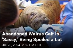 &#39;Sassy&#39; Abandoned Walrus Calf Getting Round-the-Clock Care