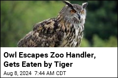 Zoo Says Escaped Owl Was Eaten by Tiger