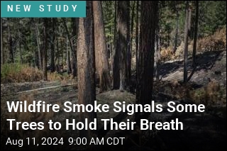 Trees May Hold Their Breath During Wildfires