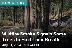 Trees May Hold Their Breath During Wildfires