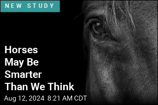 Horses May Be Smarter Than We Think