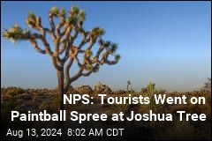 German Tourists Cited for Defacing Joshua Tree Park