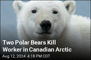 Two Polar Bears Kill Worker in Canadian Arctic