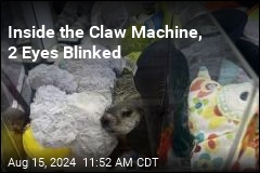 There&#39;s a Real Critter in This Claw Machine