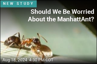 Invasive ManhattAnt Is Adapting, Spreading Fast