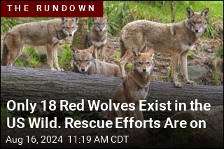 Attempts to Save Red Wolves &#39;a Serious Roller Coaster&#39;