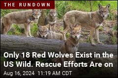 Attempts to Save Red Wolves &#39;a Serious Roller Coaster&#39;