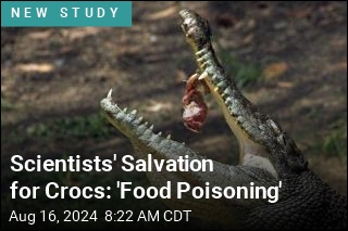 To Save Crocodiles, Give Them &#39;Food Poisoning&#39;