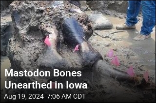 Mastodon Unearthed in Iowa Possibly Eaten by Humans