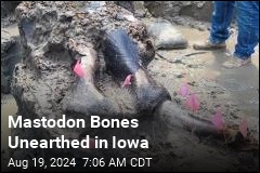 Mastodon Unearthed in Iowa Possibly Eaten by Humans