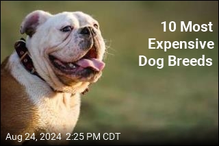 10 Most Expensive Dog Breeds