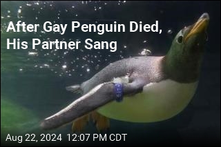 Half of Famed Same-Sex Penguin Couple Dies