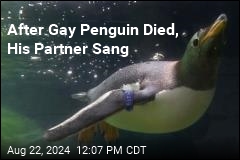 Half of Famed Same-Sex Penguin Couple Dies