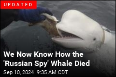 Popular Whale Rumored to Be 'Russian Spy' Is Dead