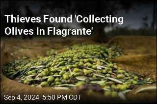 Thieves Found &#39;Collecting Olives in Flagrante&#39;