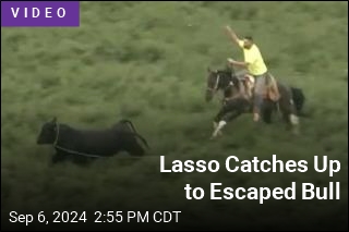 Lasso Catches Up to Escaped Bull