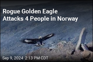 Golden Eagle Attacks Toddler, 3 Others in Norway