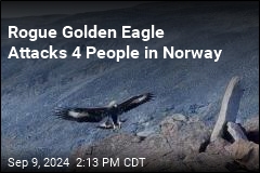 Golden Eagle Attacks Toddler, 3 Others in Norway