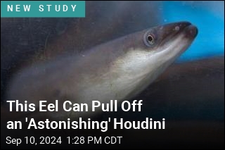 This Slippery Eel Can Escape Predator&#39;s Stomach in a Minute