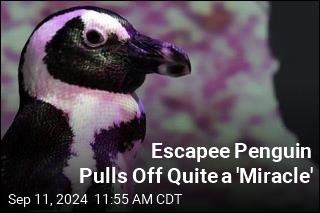 Escapee Penguin Goes on an Adventure