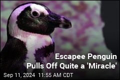 Escapee Penguin Goes on an Adventure