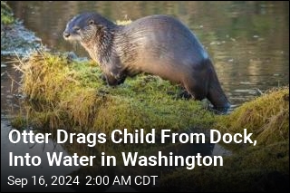 Otter Drags Child From Dock, Into Water in Washington