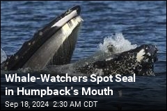 Seal Finds Itself in Humpback Whale&#39;s Mouth