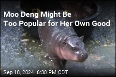 Baby Pygmy Hippo Is a Star on Social Media