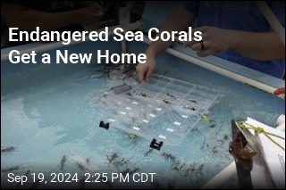 Endangered Sea Corals Get a New Home