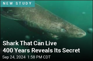 Shark That Can Live 400 Years Reveals Its Secret