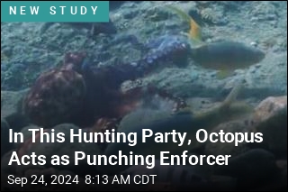 In This Hunting Party, Octopus Acts as Punching Enforcer