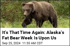 It&#39;s That Time Again: Alaska&#39;s Fat Bear Week Returns